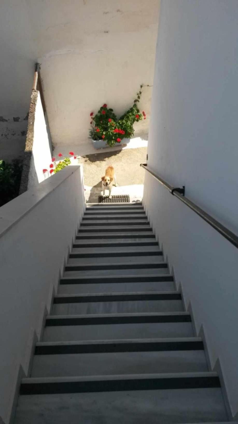 Kostas Studios Apartments - Ενοικιαζόμενα Δωμάτια Με Κουζινάκι ミリナ エクステリア 写真